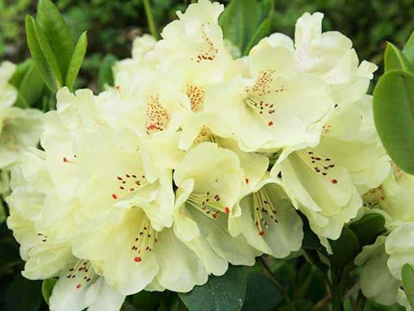 Różanecznik Goldkrone C3 E