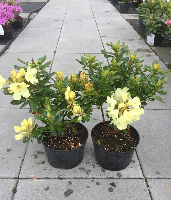 Różanecznik Goldkrone C3 E