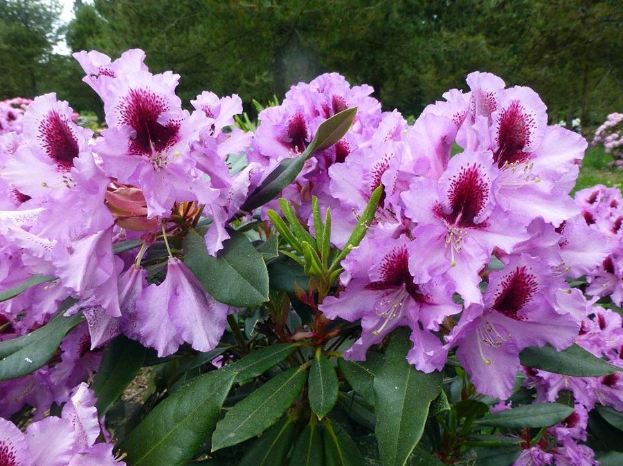 Różanecznik Kabarett C3 E