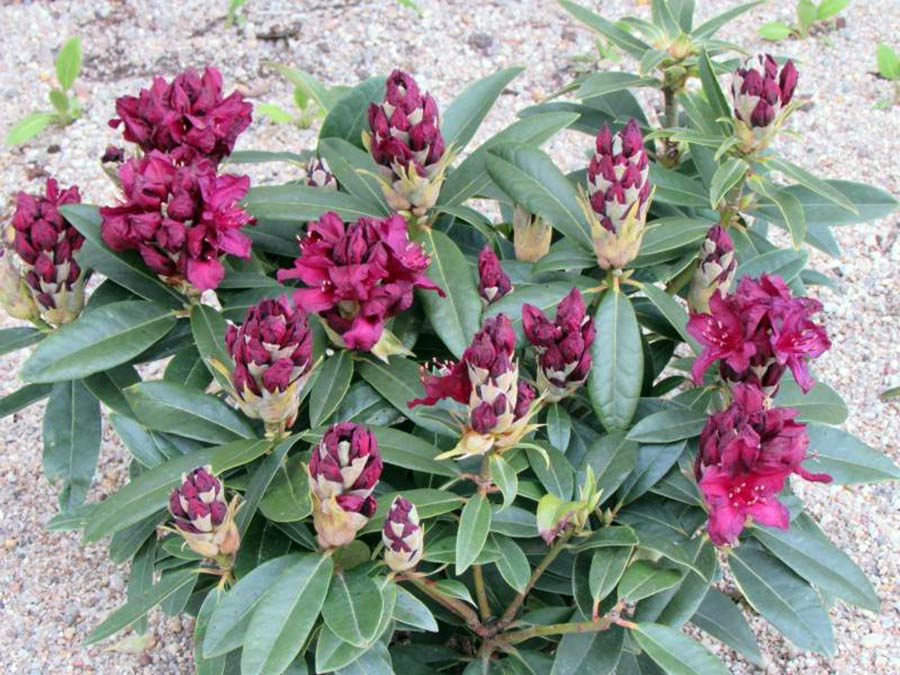 Różanecznik Kali C3 E