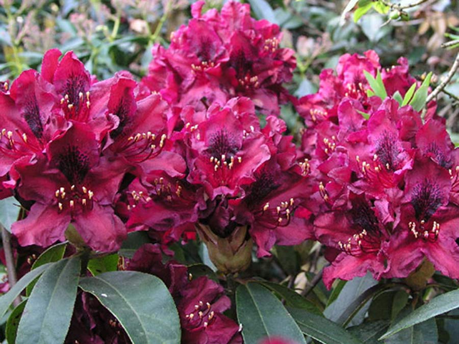 Różanecznik Kali C3 E