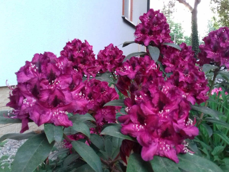 Różanecznik Kali C3 E