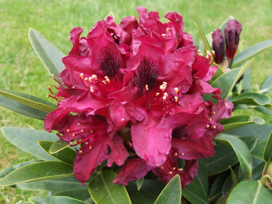 Różanecznik Kali C3 E