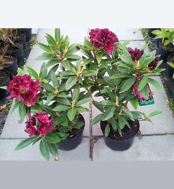 Różanecznik Kali C3 E