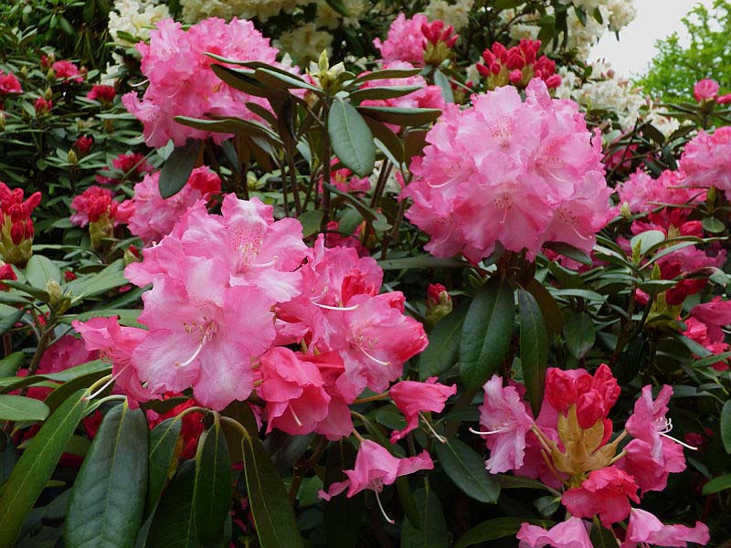 Różanecznik Hachmann's Marlis C4