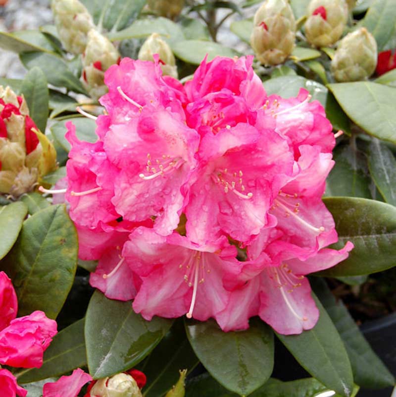 Różanecznik Hachmann's Marlis C4