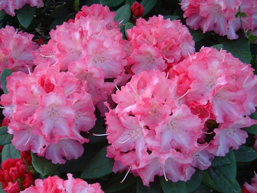 Różanecznik Hachmann's Marlis C4