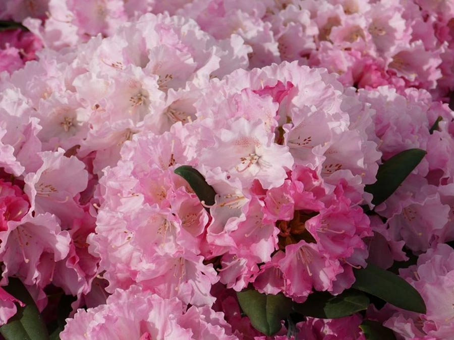 Różanecznik Hachmann's Marlis C4