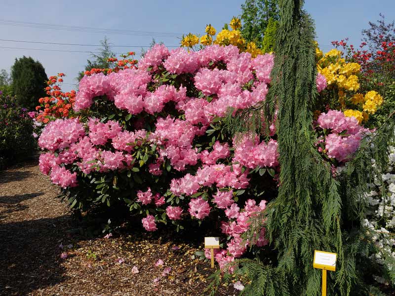 Różanecznik Hachmann's Marlis C4