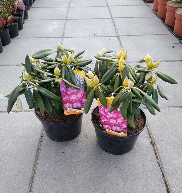 Różanecznik Hachmann's Marlis C4