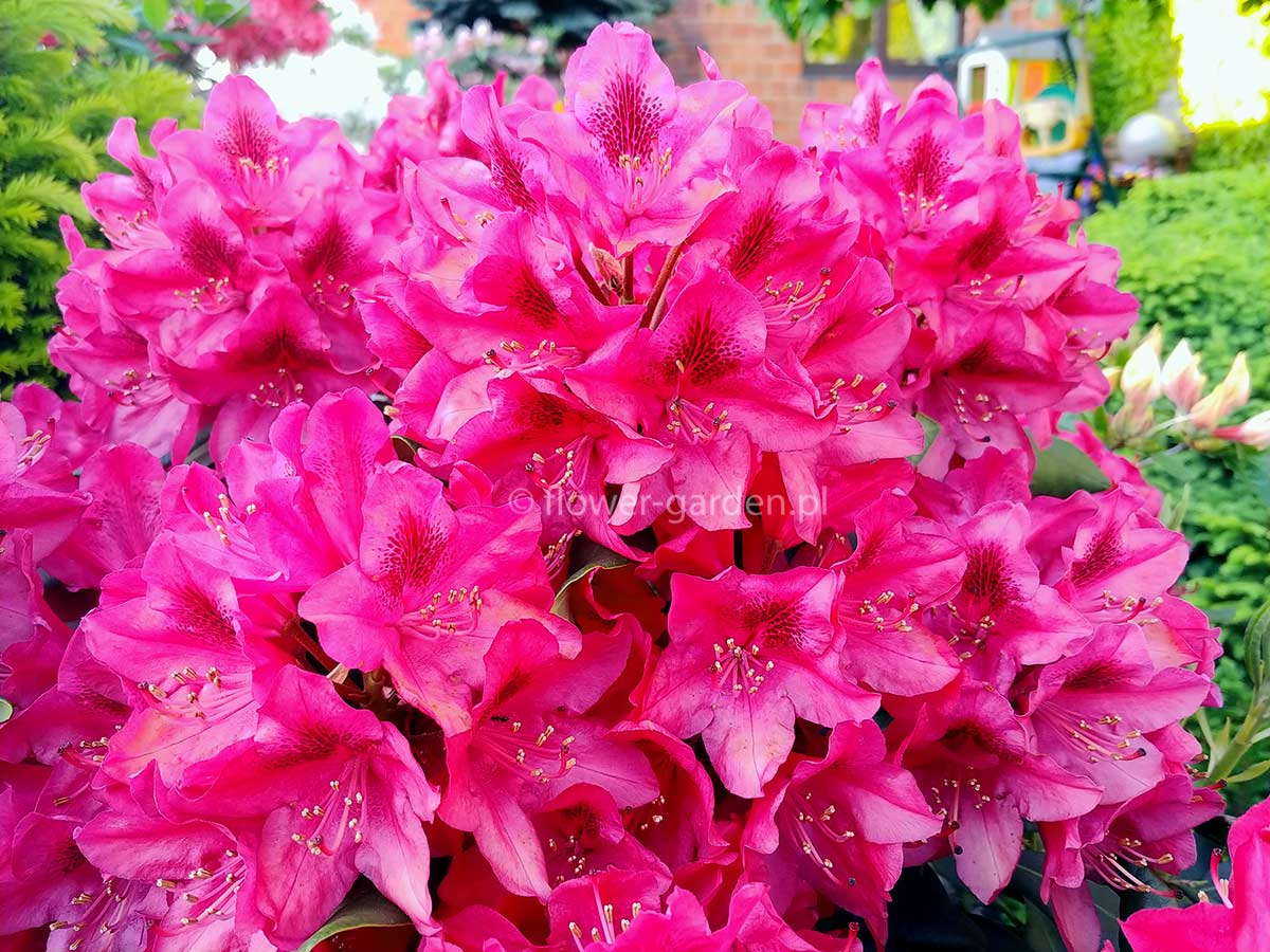 Różanecznik Nova Zembla C3 E