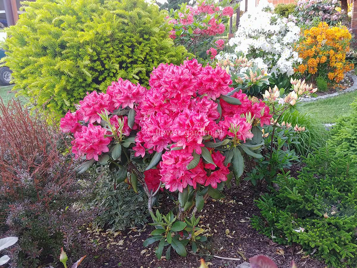 Różanecznik Nova Zembla C3 E