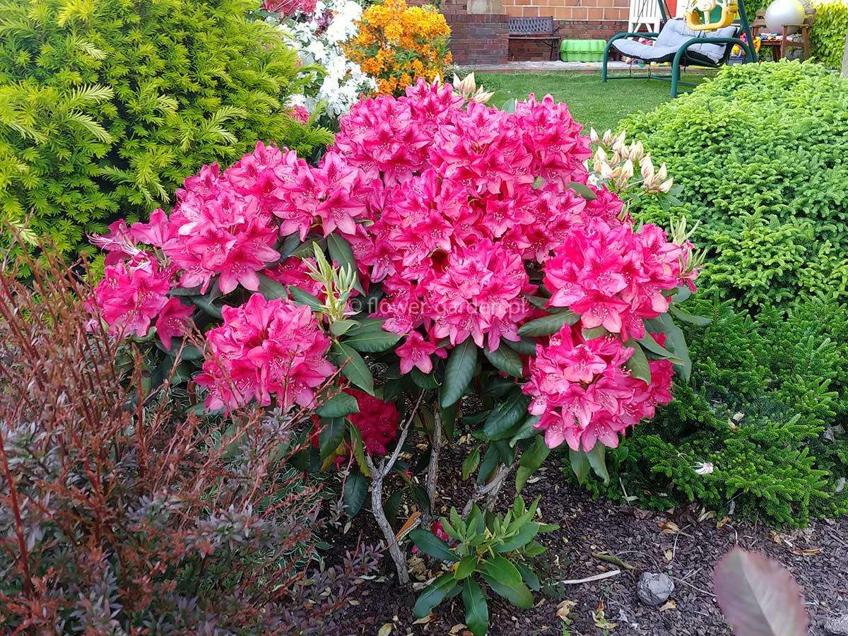 Różanecznik Nova Zembla C3 E