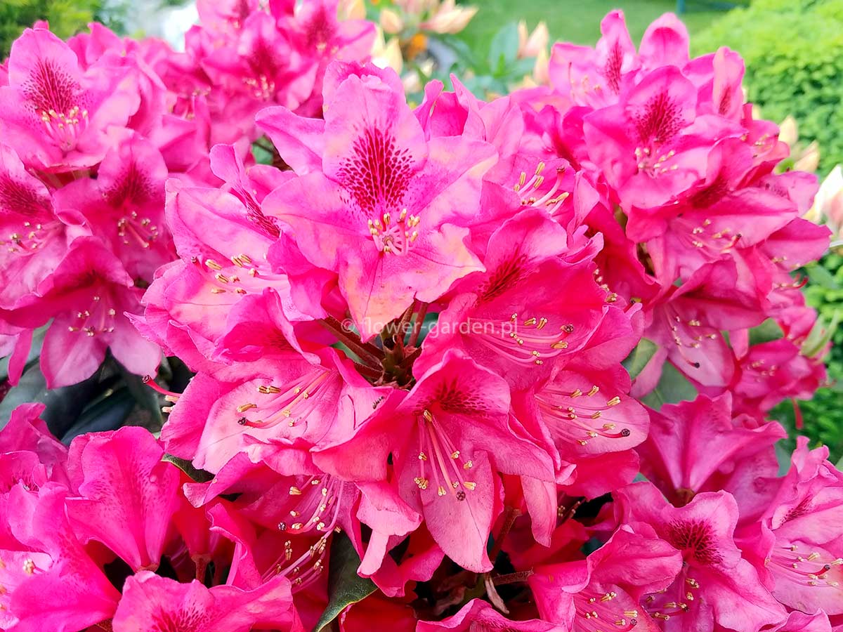 Różanecznik Nova Zembla C3 E