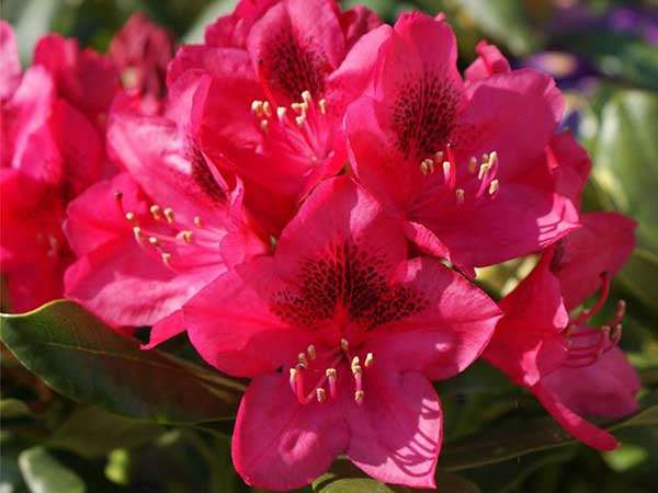 Różanecznik Nova Zembla C3 E