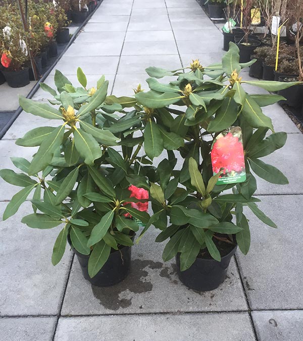 Różanecznik Nova Zembla C3 E