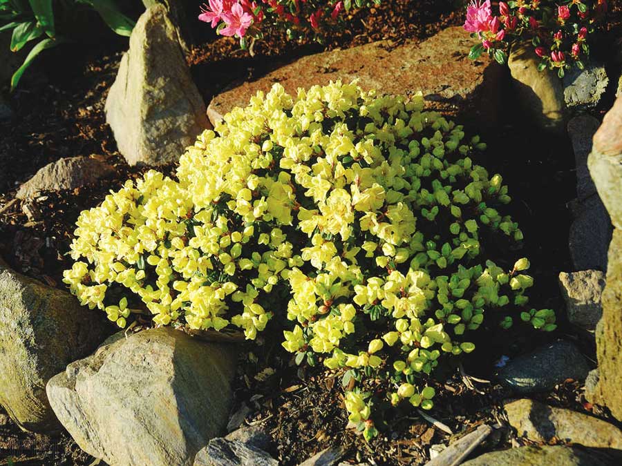 Różanecznik Patty Bee C2 E