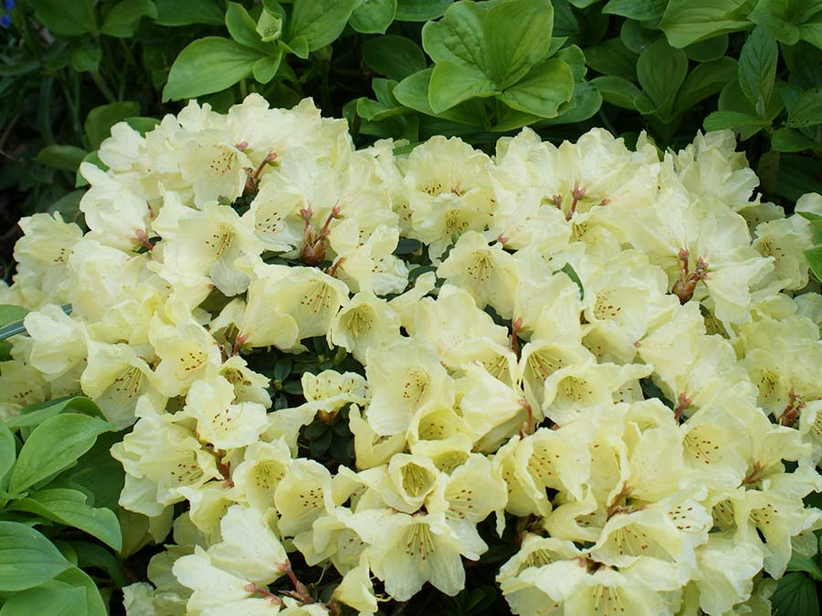 Różanecznik Patty Bee C2 E