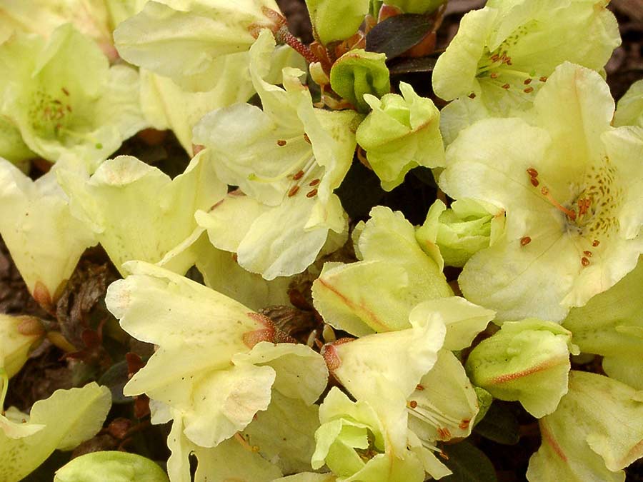 Różanecznik Patty Bee C2 E