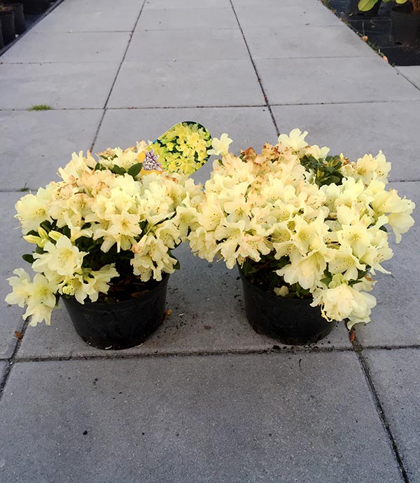 Różanecznik Patty Bee C2 E