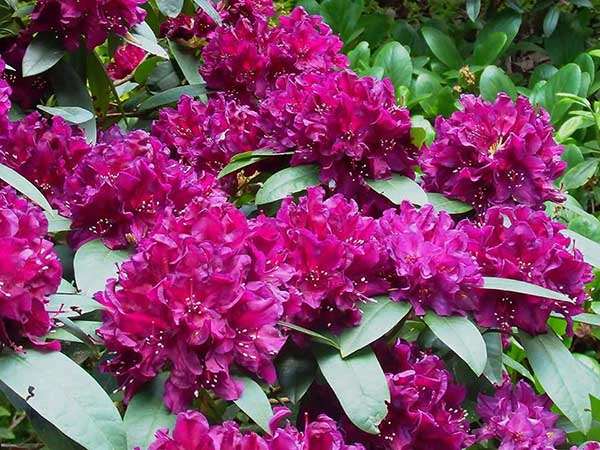 Różanecznik Polarnacht C3 E