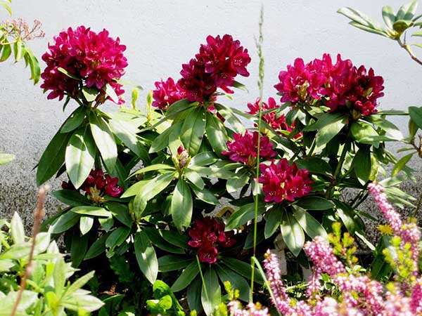 Różanecznik Polarnacht C3 E