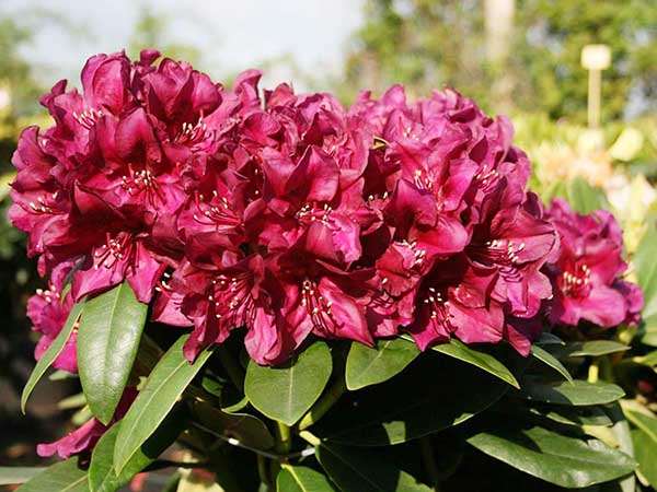 Różanecznik Polarnacht C3 E