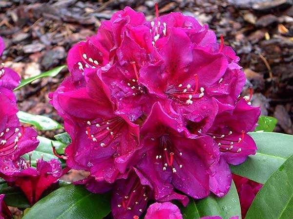 Różanecznik Polarnacht C3 E