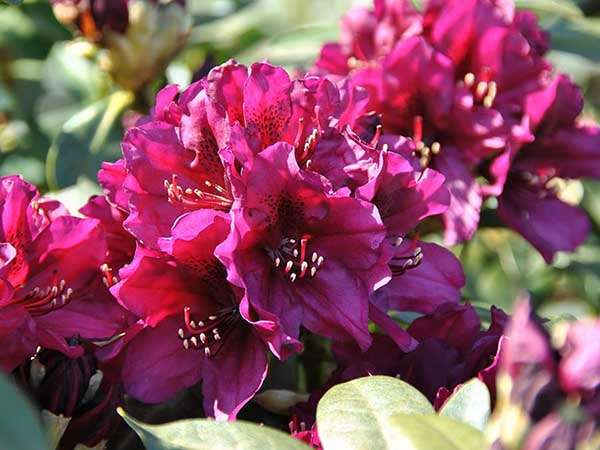 Różanecznik Polarnacht C3 E