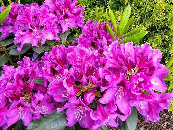 Różanecznik Rasputin 3-letni C3