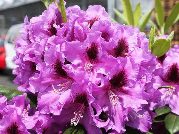 Różanecznik Rasputin 3-letni C3