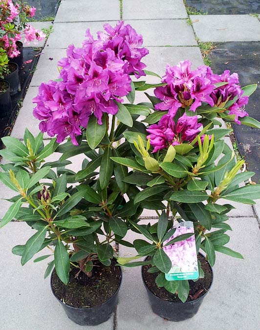 Różanecznik Rasputin 3-letni C3