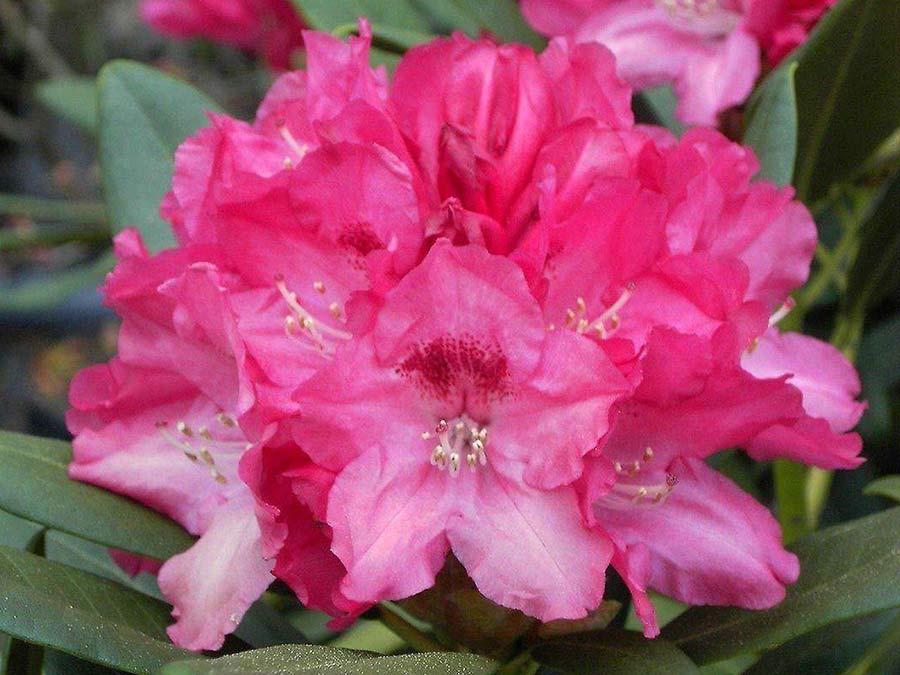 Różanecznik Sneezy C3 E