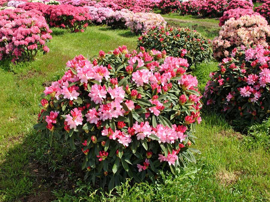 Różanecznik Sneezy C3 E