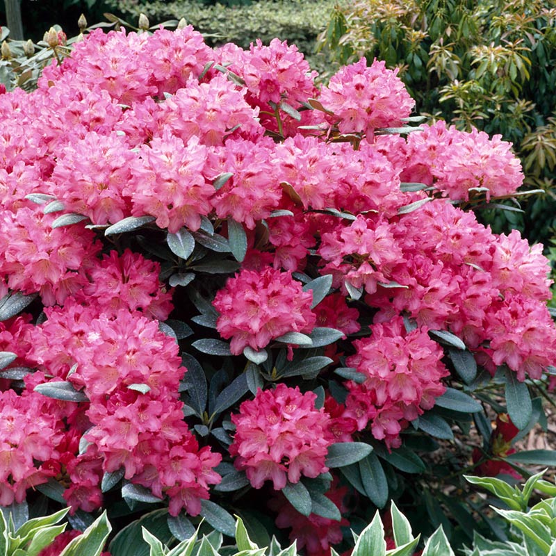 Różanecznik Sneezy C3 E