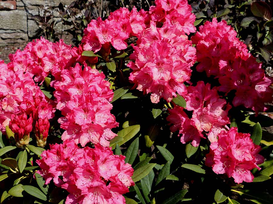 Różanecznik Sneezy C3 E