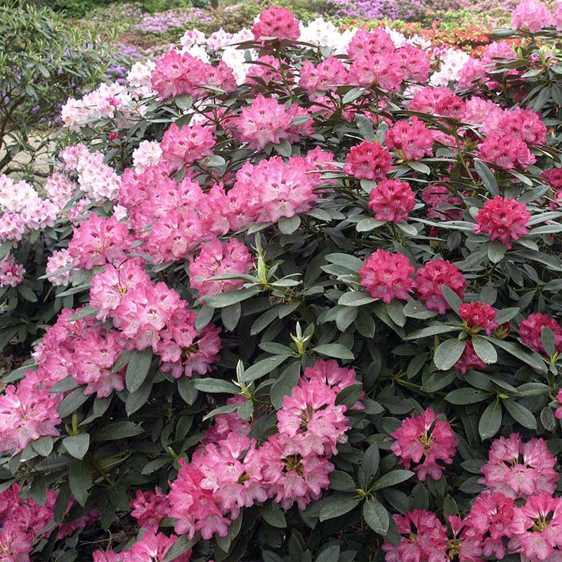 Różanecznik Sneezy C3 E