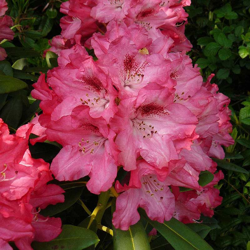 Różanecznik Sneezy C3 E