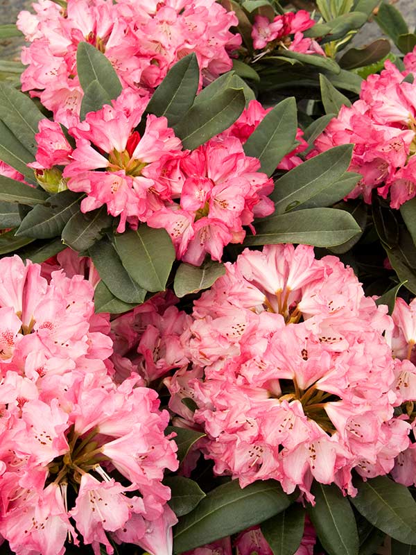 Różanecznik Sneezy C3 E