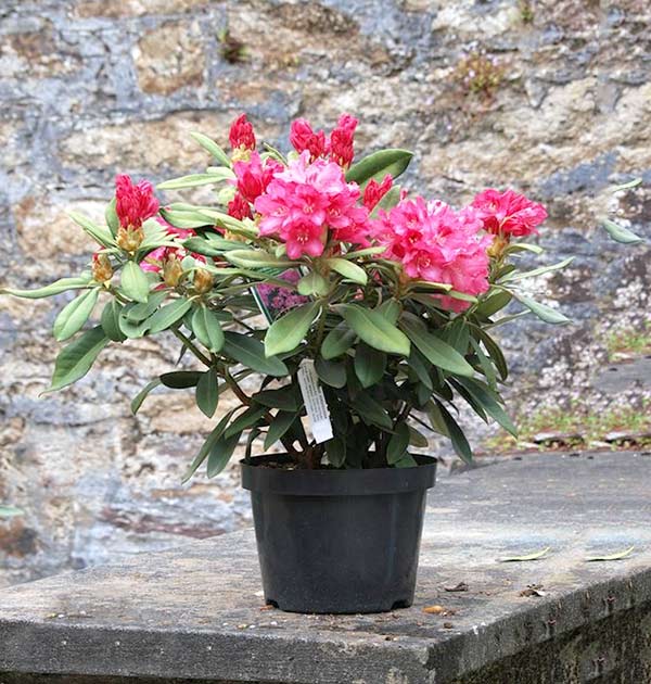 Różanecznik Sneezy C3 E