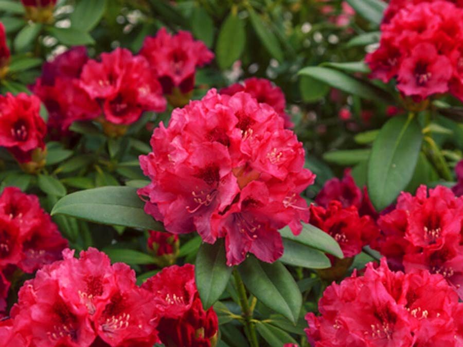 Różanecznik Taragona C3 E