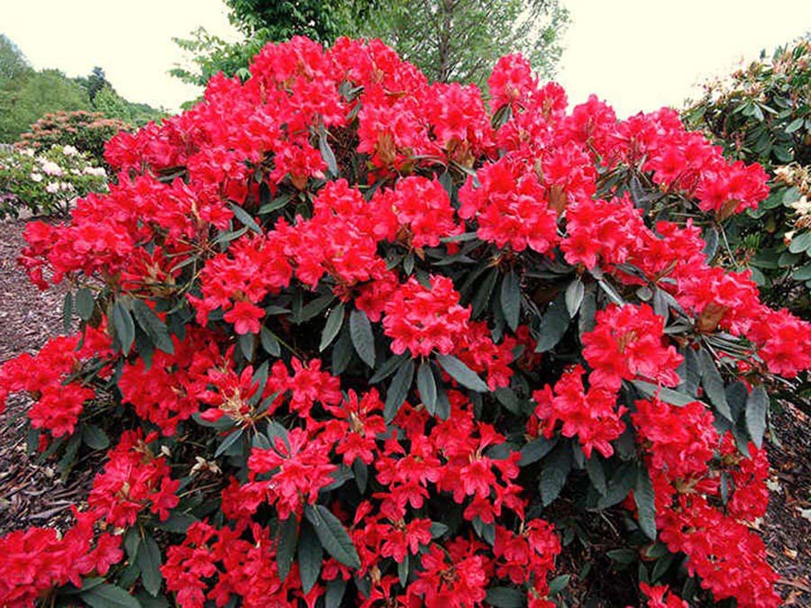 Różanecznik Taragona C3 E