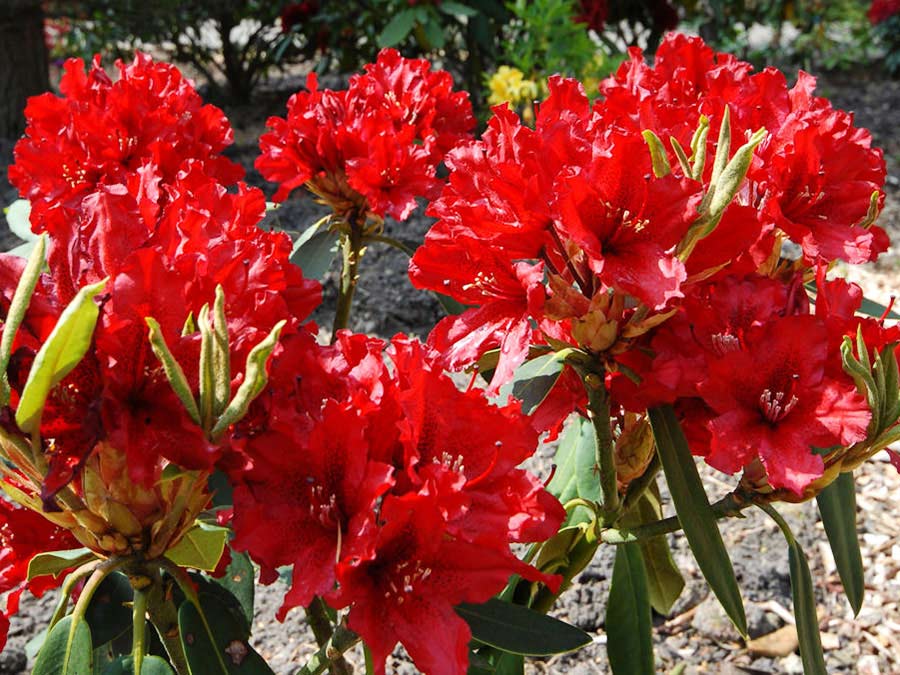 Różanecznik Taragona C3 E