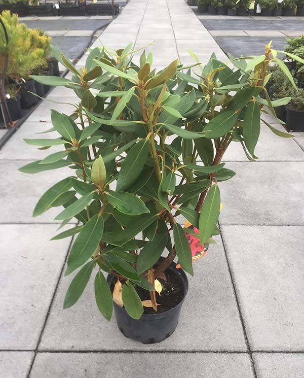 Różanecznik Taragona C3 E