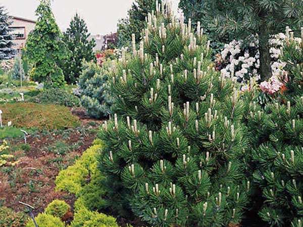 Sosna bośniacka Compact Gem C3