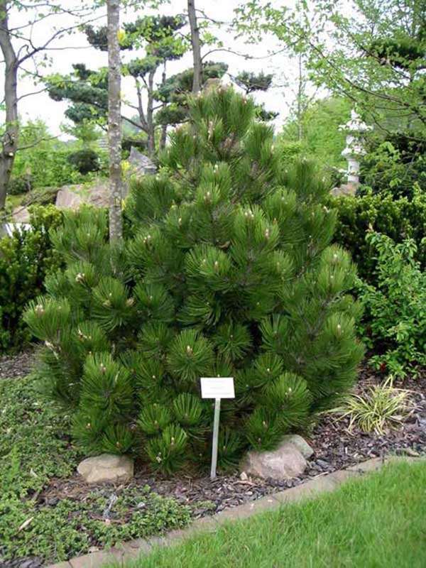 Sosna bośniacka Compact Gem C3