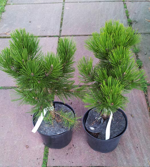 Sosna bośniacka Compact Gem C3