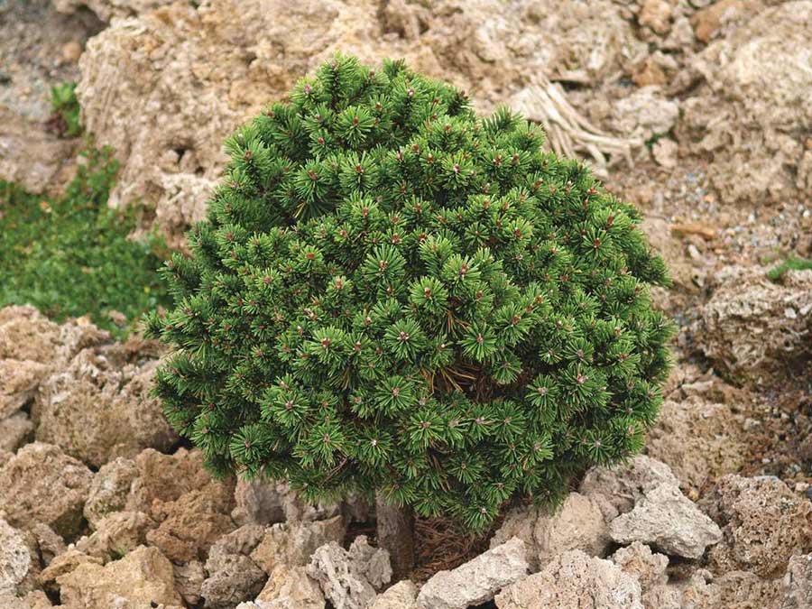 Sosna kosodrzewina Mini Mops C3