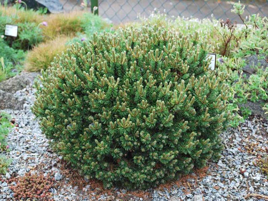 Sosna kosodrzewina Mini Mops C3