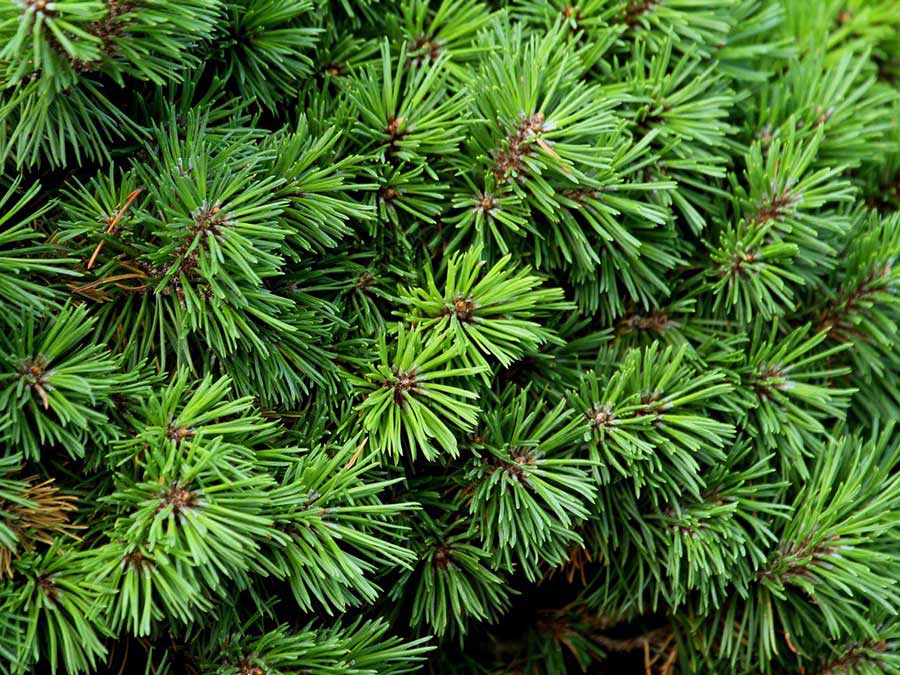 Sosna kosodrzewina Mini Mops C3